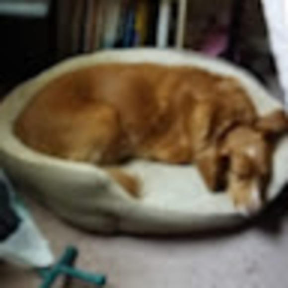 Meet your Posher, Dustine - Picture 1 of 1